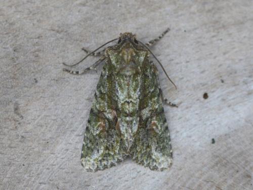 Réf. 365 431 : Dryobotodes eremita Réf. 365 431 : Dryobotodes eremita